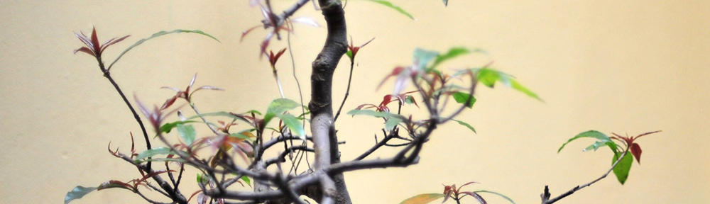 Bienvenue à l'Institution Saint Pierre